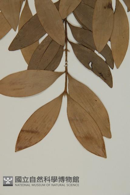 竹柏、南攻竹柏藏品圖，第5張