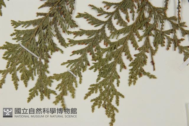 紅檜藏品圖，第5張