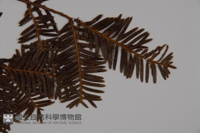 東北紅豆杉藏品圖，第5張