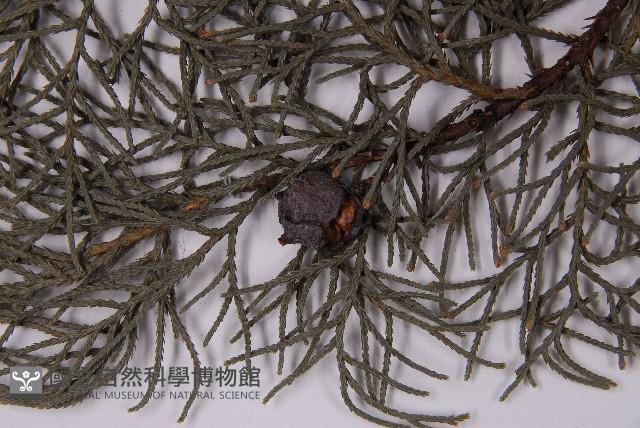 白粉柏藏品圖，第5張