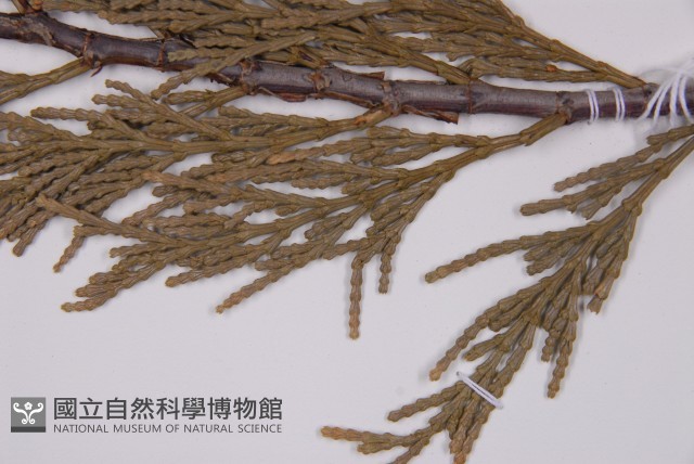 美國肖楠、香肖楠藏品圖，第5張