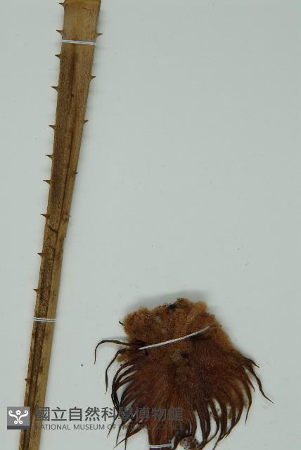 登錄號:G000976藏品圖，第5張