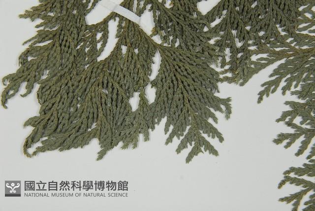 日本花柏藏品圖，第5張