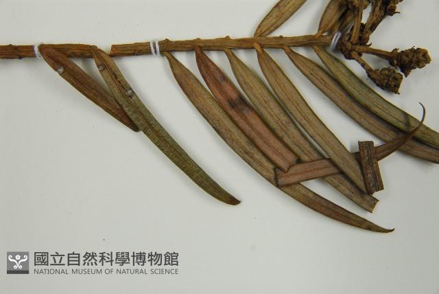 三尖杉藏品圖，第5張