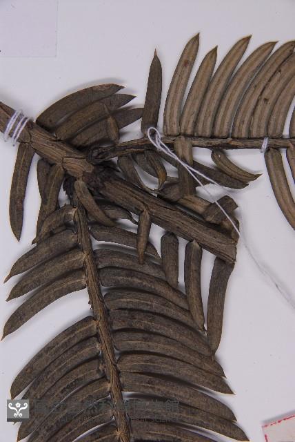 登錄號:G000556藏品圖，第5張