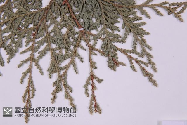 紅檜藏品圖，第5張