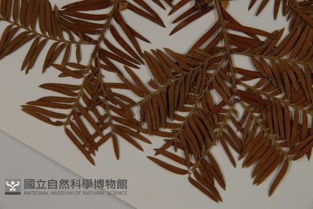 臺灣紅豆杉藏品圖，第5張