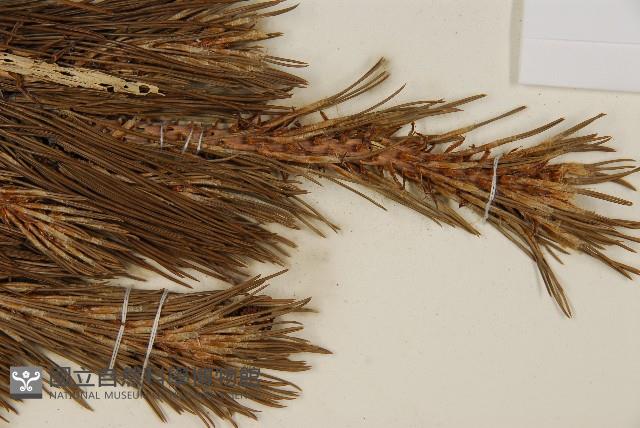 臺灣二葉松藏品圖，第4張