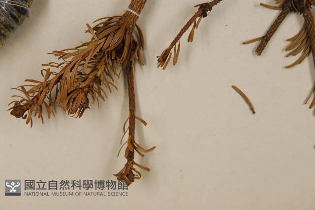 臺灣冷杉藏品圖，第5張