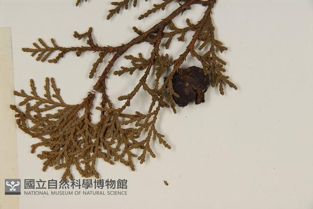 側柏藏品圖，第5張