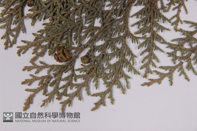 臺灣扁柏藏品圖，第5張