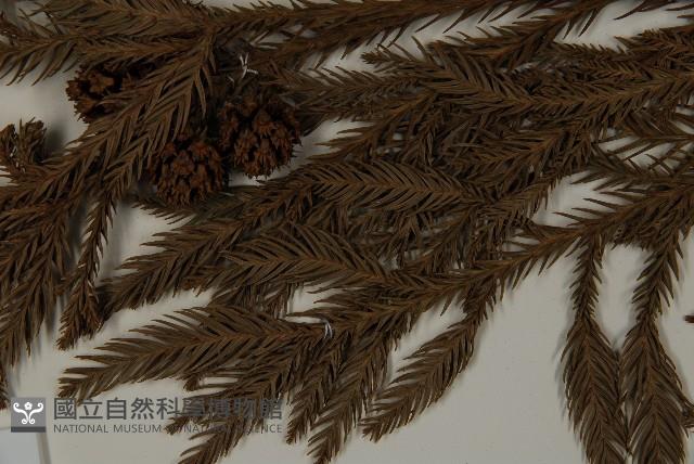 柳杉藏品圖，第5張