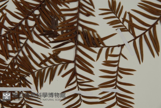 雲南紅豆杉藏品圖，第5張