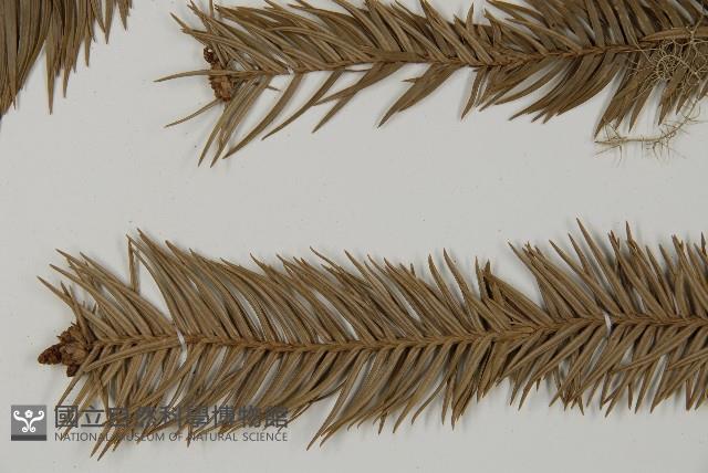 巒大杉、香杉藏品圖，第5張