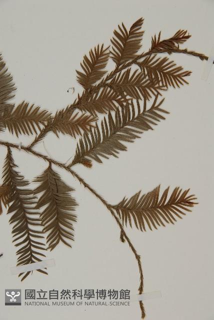 登錄號:G001106藏品圖，第5張