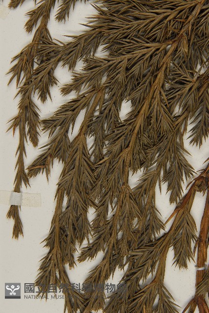 檜柏藏品圖，第5張