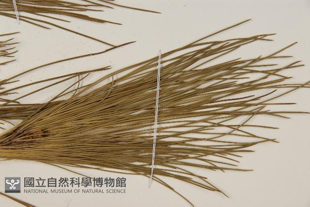 臺灣二葉松藏品圖，第4張