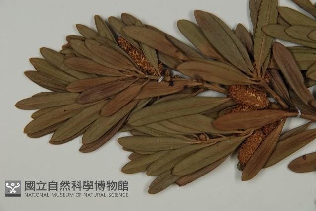 蘭嶼羅漢松藏品圖，第7張