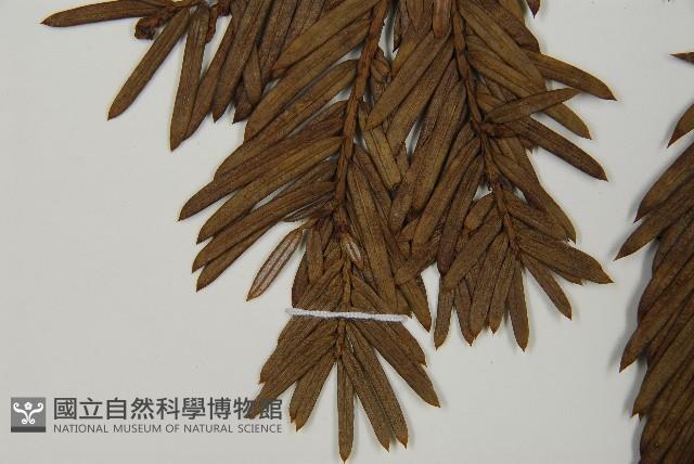 日本粗榧藏品圖，第5張