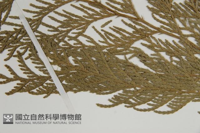 日本花柏藏品圖，第5張