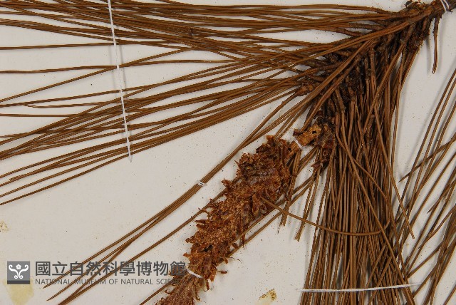 臺灣二葉松藏品圖，第4張