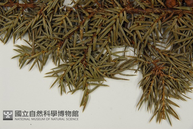 刺柏藏品圖，第5張