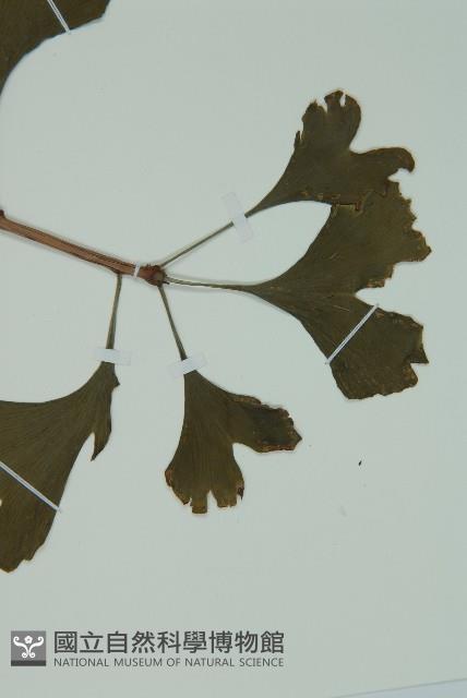 銀杏藏品圖，第5張