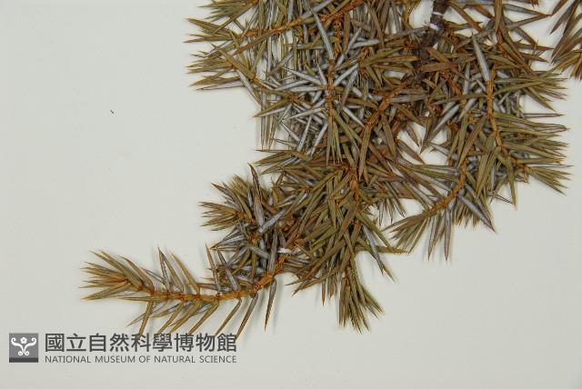 刺柏藏品圖，第5張