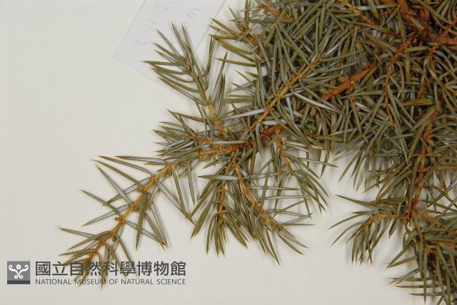 刺柏藏品圖，第5張