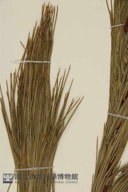 台灣果松藏品圖，第5張