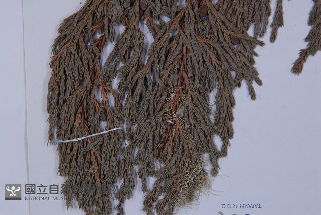 垂枝香柏藏品圖，第5張