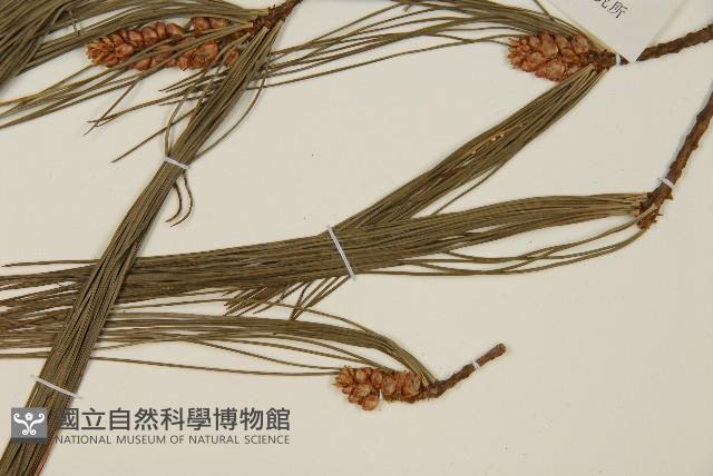 華山松藏品圖，第5張