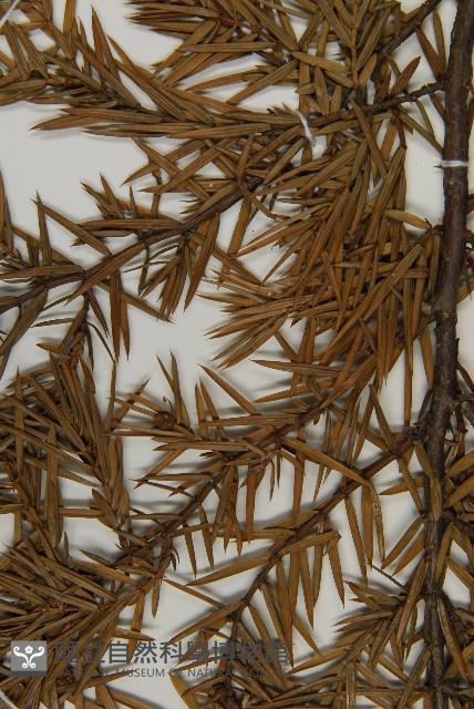 刺柏藏品圖，第5張