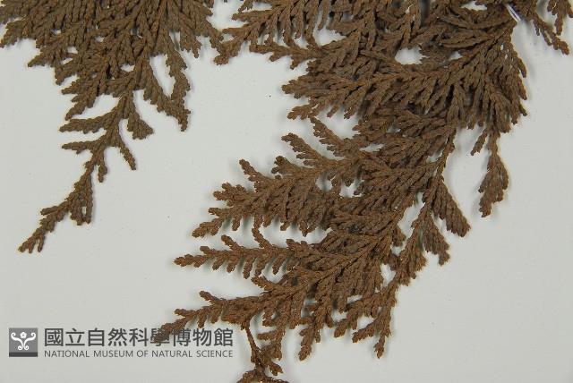 紅檜藏品圖，第5張