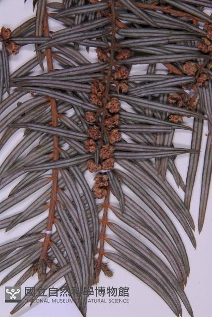 臺灣粗榧、台灣三尖杉藏品圖，第5張