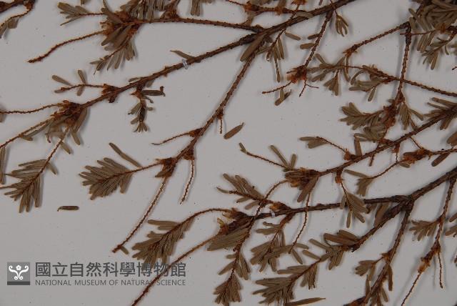 臺灣鐵杉藏品圖，第5張