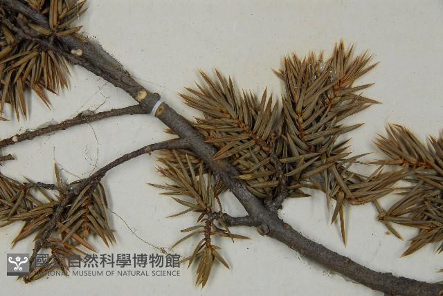 刺柏藏品圖，第5張