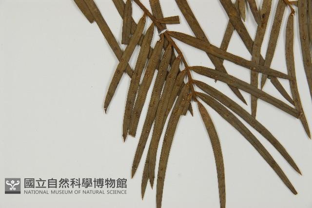 三尖杉藏品圖，第5張