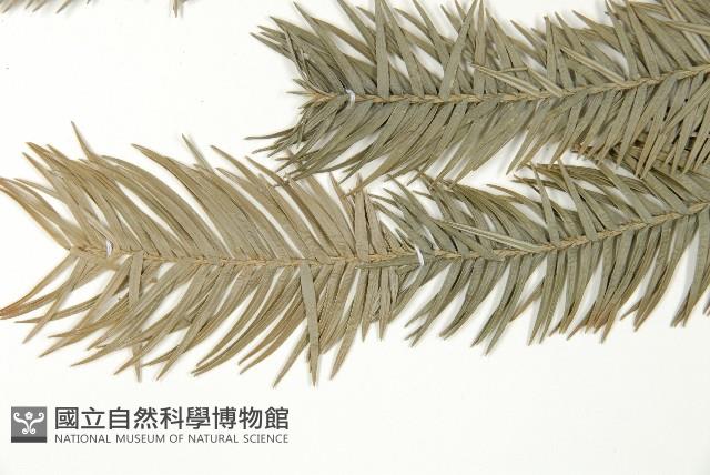 巒大杉、香杉藏品圖，第5張