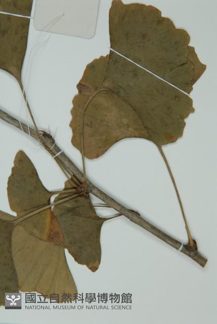 銀杏藏品圖，第5張