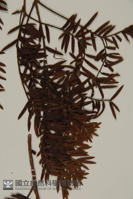 臺灣紅豆杉、紫杉、南方紅豆杉藏品圖，第5張