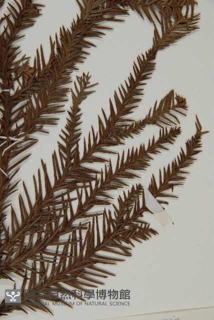 柳杉藏品圖，第5張