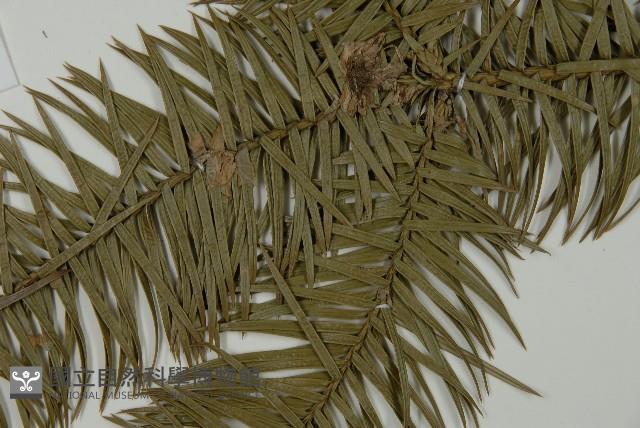 杉木藏品圖，第5張