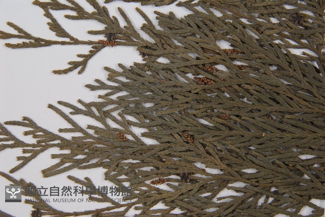 柏木、柏樹藏品圖，第5張