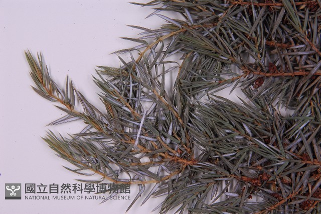 刺柏藏品圖，第5張
