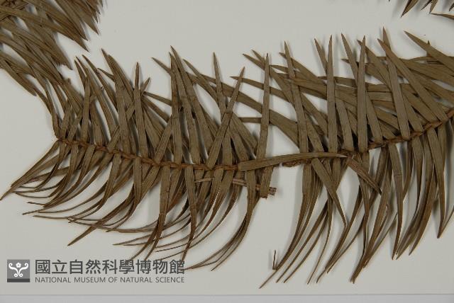 杉木藏品圖，第5張