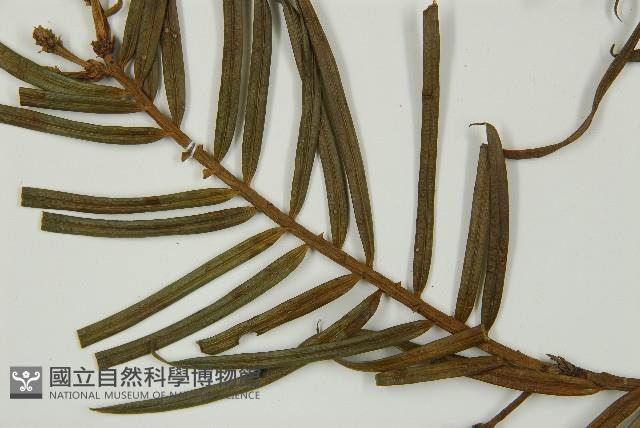 三尖杉藏品圖，第5張