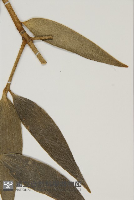 菲律賓貝殼杉藏品圖，第5張