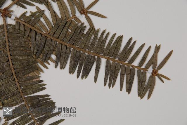 登錄號:G000292藏品圖，第5張