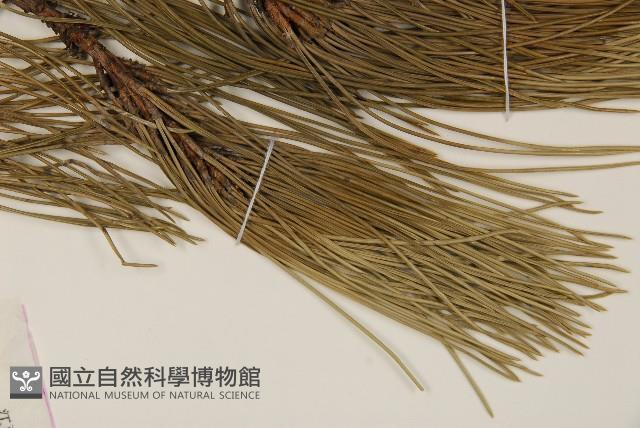 油松藏品圖，第5張